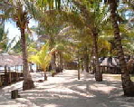 a_virgin_coconut_oil_tree